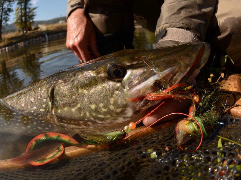 lewiston fishing report