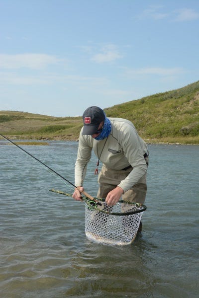 A fish in a net is much easier to work on—i.e. removing hooks—than one that is being held or resting in the shallows near shore.