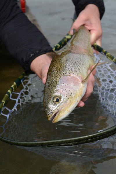 A net provides great assistance while removing hooks and photographing fish.