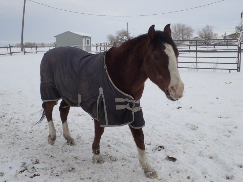 How To Keep Animals Healthy In Winter: Tips From Livestock Owners In M...