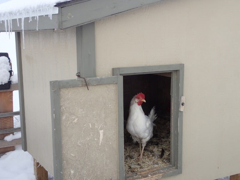 Chickens-need-protection-from-the-cold-wind.