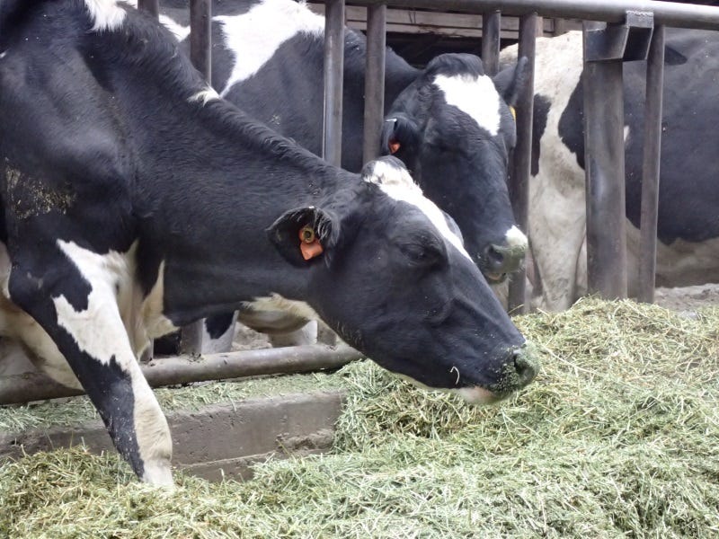Cows-benefit-from-extra-feed-in-the-winter