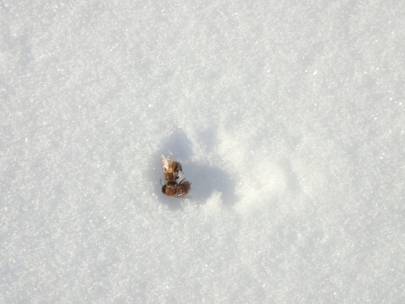 Don't be alarmed if you see dead bees in the snow. 