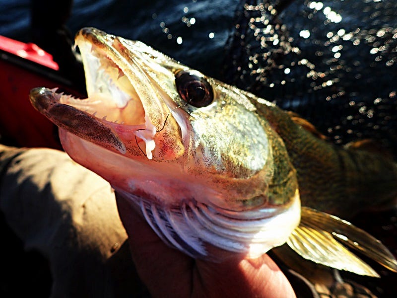 Eastern Washington's Cold-Water Walleye: How to catch big walleye