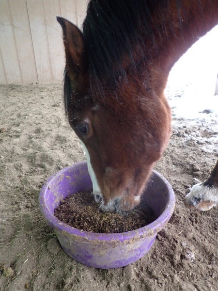 Feed-older-horses-pellets-to-ensure-adequate-nutrition