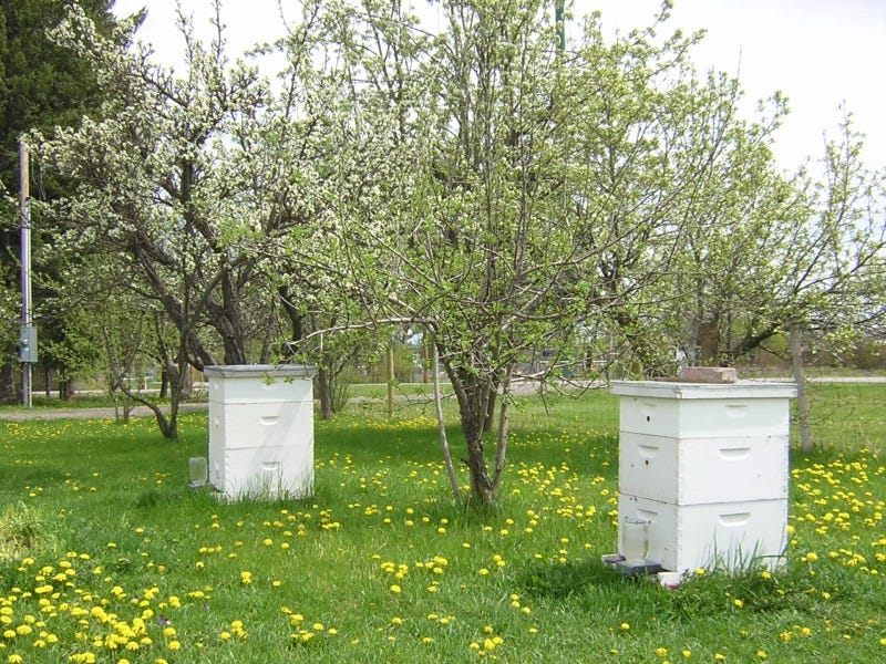Healthy hives in the spring. 