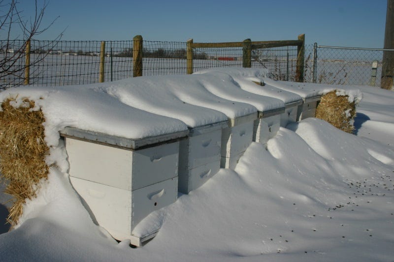 Hives in the winter. Dead bees in front. Grisak