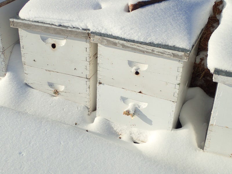 Preparing Your Beehives for Winter: Best Practices for Cold Climates