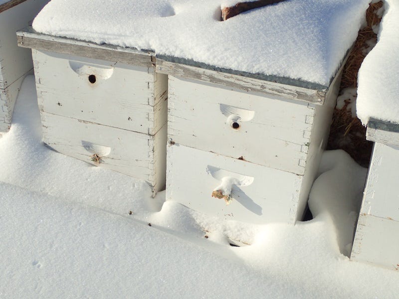 Local beekeepers prepare hives for harsh winter weather