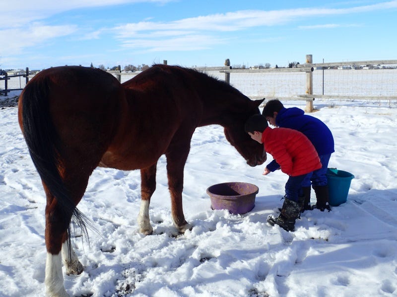 How-To-Keep-Animals-Healthy-In-Winter-Tips-From-Livestock-Owners-In-Montana-1
