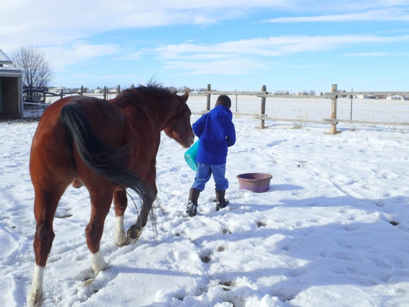 How-To-Keep-Animals-Healthy-In-Winter-Tips-From-Livestock-Owners-In-Montana