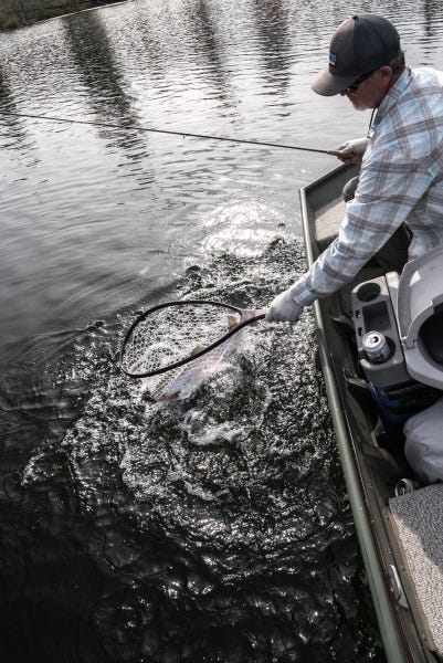 When fishing from a boat a long-handled net (not seen here) is a great option. A long handle allows anglers to stand and land a fish, rather than having to kneel in a boat.