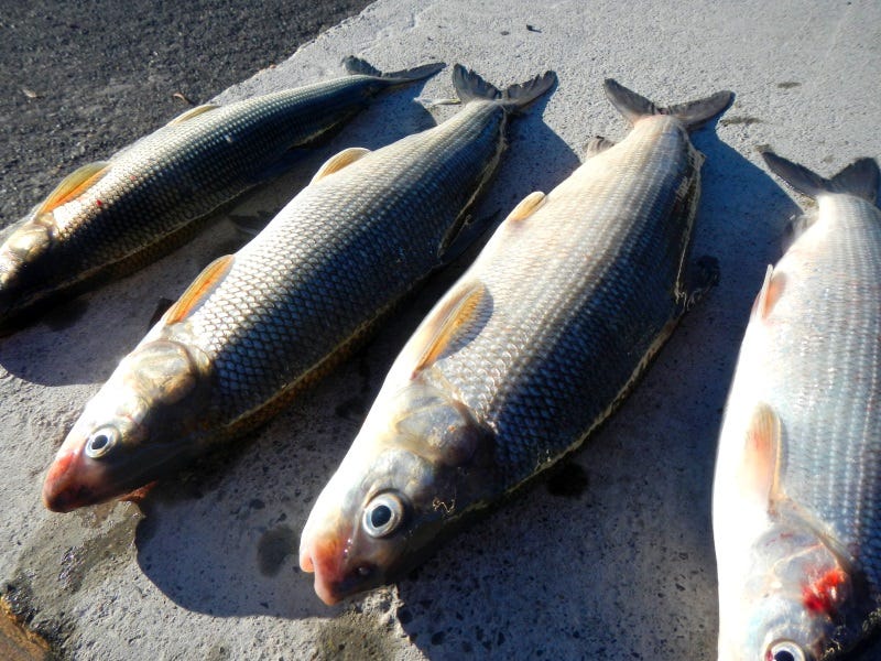 Winter Whitefish Tactics for The Inland Northwest (1)