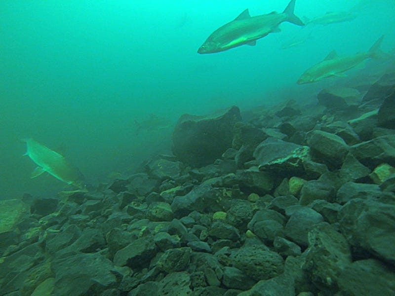 Winter Whitefish Tactics for The Inland Northwest