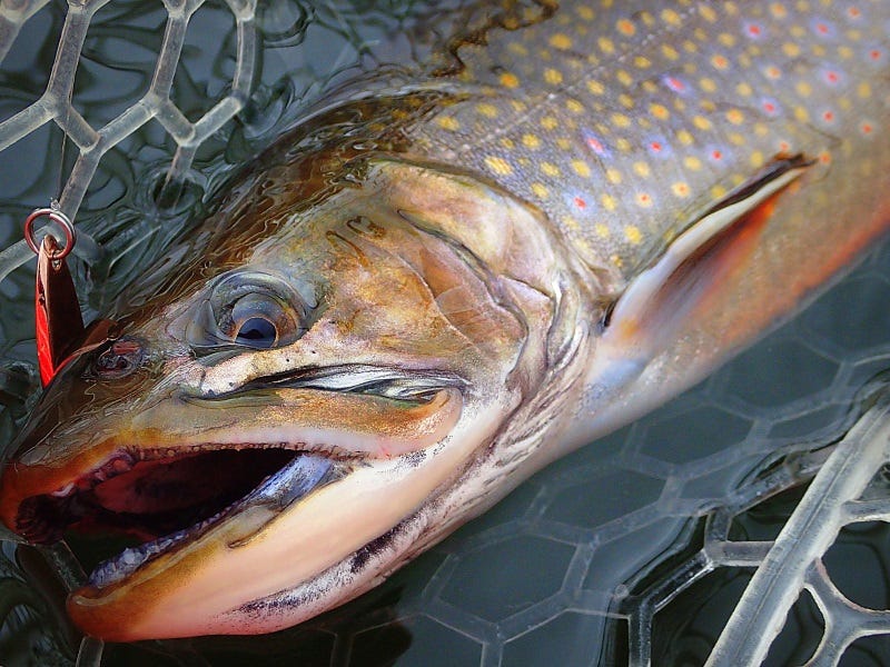 Catch-More-Fish-With-Kastmaster-Spoons-1