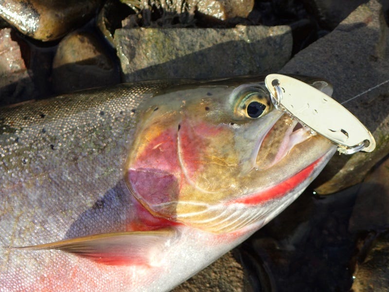 Catch-More-Fish-With-Kastmaster-Spoons-4