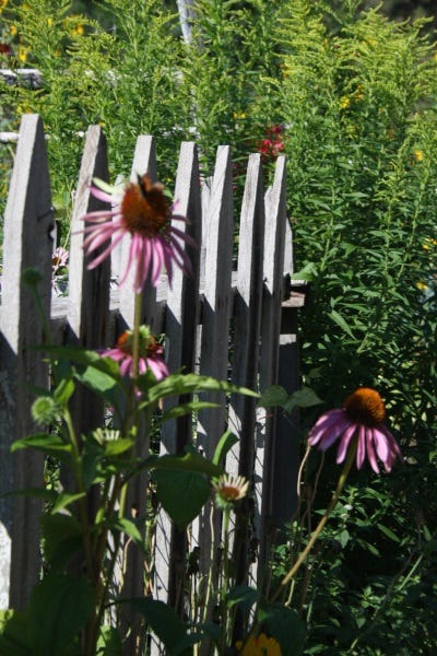 Echinacea is a popular herb to help boost the immune system. Grisak