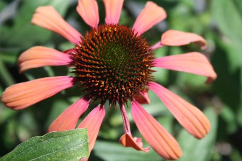 Echinacea for fighting colds