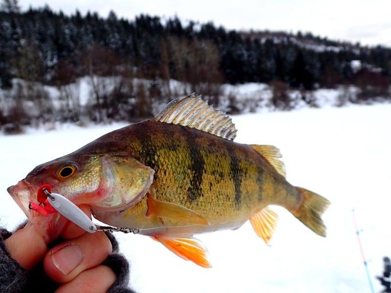 Learn-How-To-Ice-Fish-Tyler-Hicks’-Free-Ice-Fishing-Seminar-1