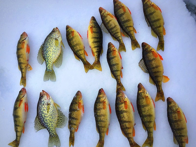 Learn How To Ice Fish: Tyler Hicks’ Free Ice-Fishing Seminar at Nort...