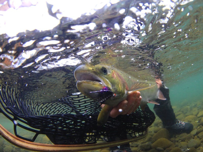 Road Trip: “Early-Run” Winter Steelhead on Washington’s Olympic Peninsula