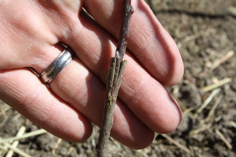 A cleft graft