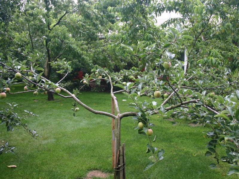 When To and How To Graft Fruit Trees