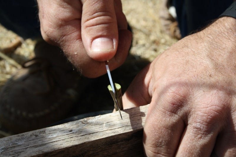 Cutting the rootstock