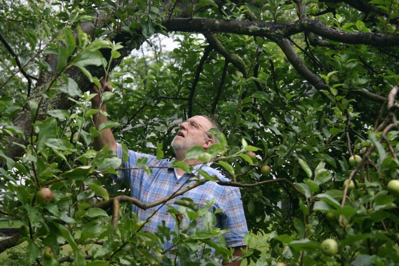 Inspect apples to see how they're maturing, but the best test is taste_