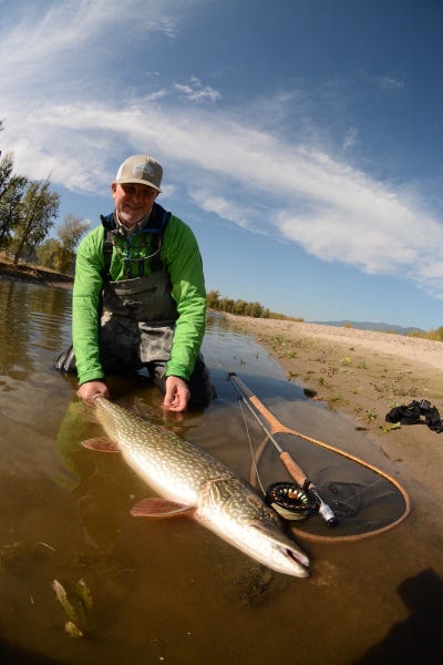 Pike and muskie, and other species, can be easily tamed with 8 and 9-weight fly rods.