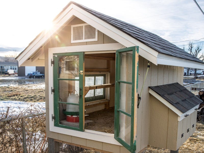 What To Consider When Building A Chicken Coop