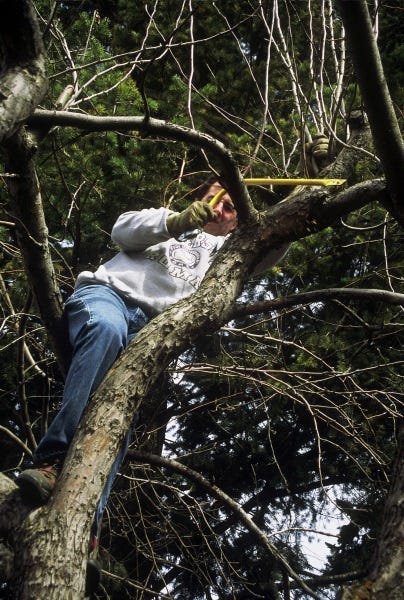 Grisak-pruning-old-apple-tree