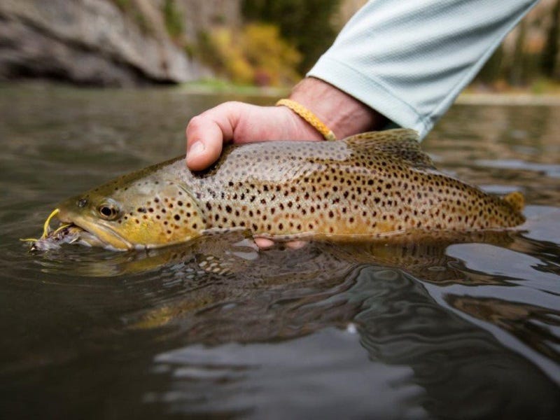 Flies You Need for Fly Fishing Montana Smith River (3)