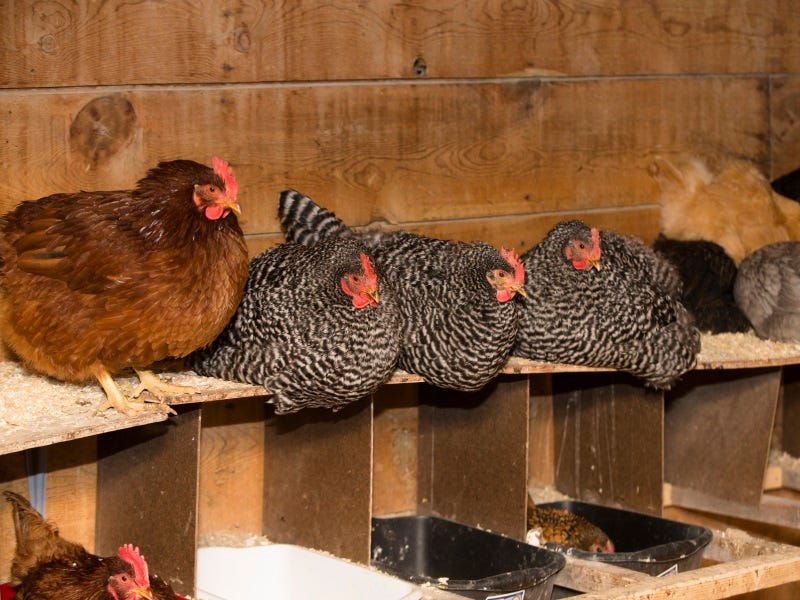 How Much Does It Cost to Raise Chickens?