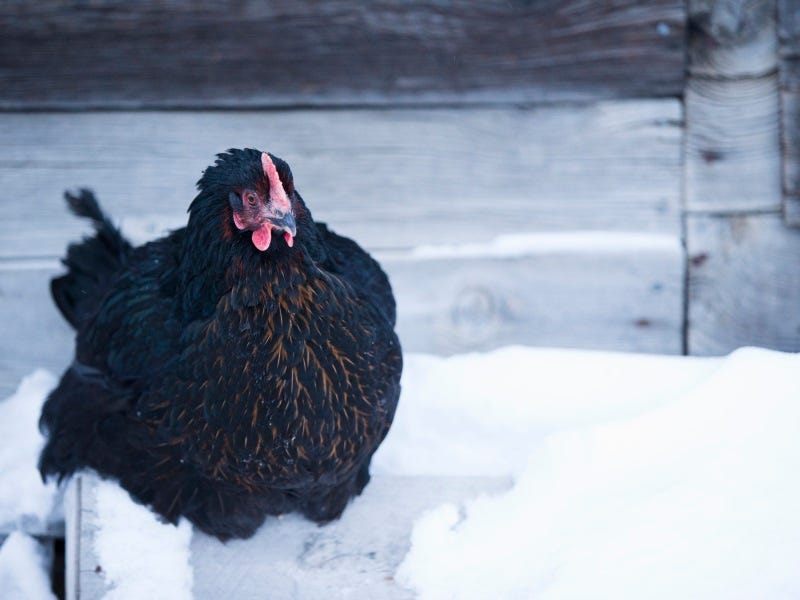 Powerfields Electric Poultry Pen Review