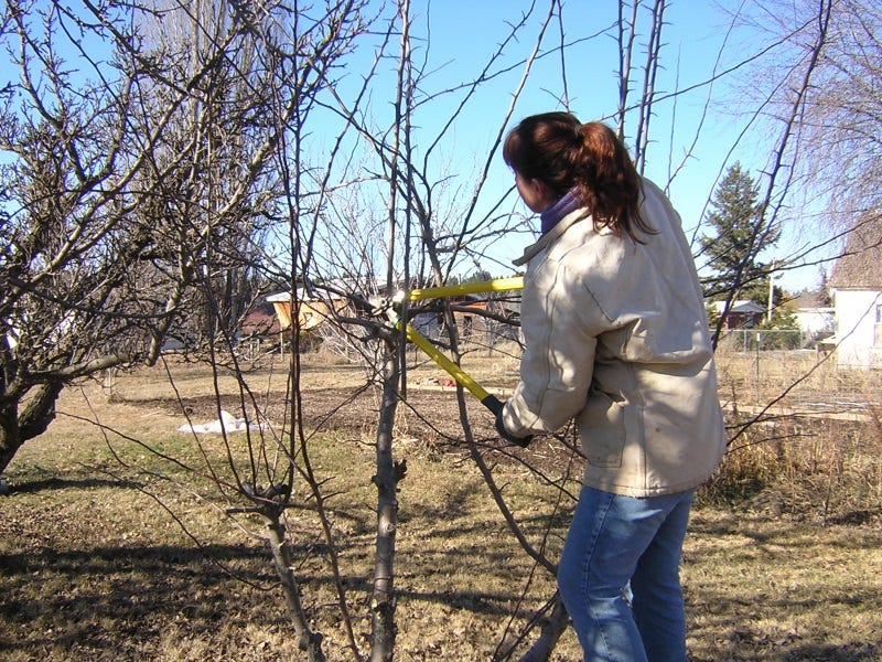 Pruning Fruit Trees: When and How to Prune Fruit Trees