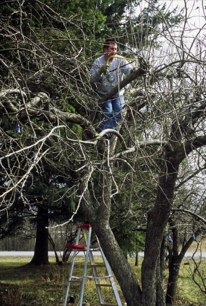 Pruning-Fruit-Trees-March-2007-Grant-trimming-apple-tree