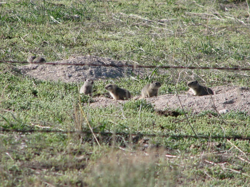 Ground squirrels can destroy landscaping and they are also known to be carriers of the plague. Photo by Gary Lewis