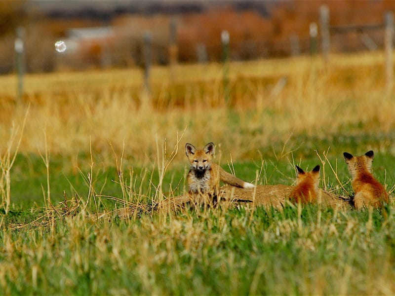 Raising Chickens: Keeping Predators Away from your Flock