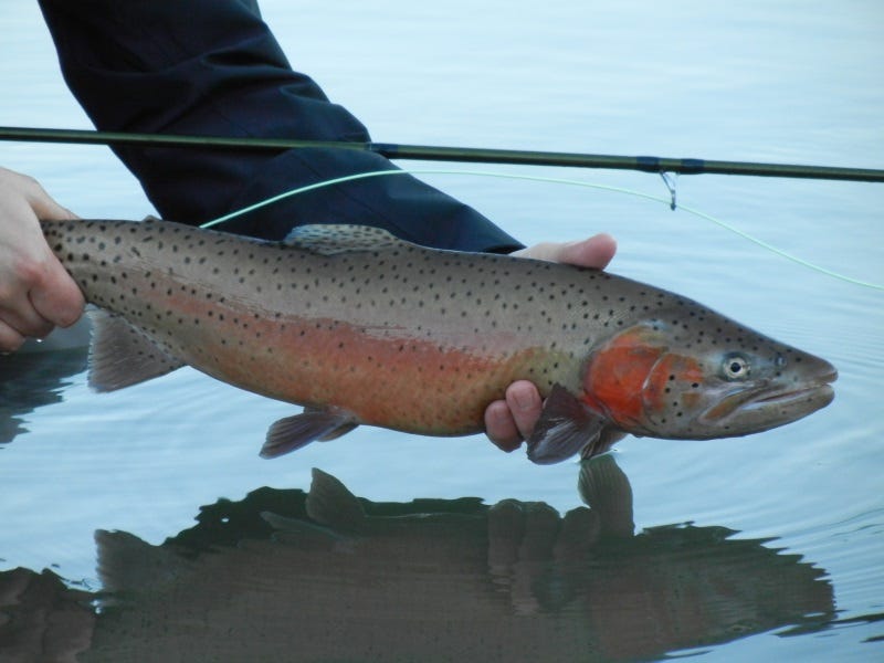 The Two Best Rods to Fly-Fish Northwest Lakes