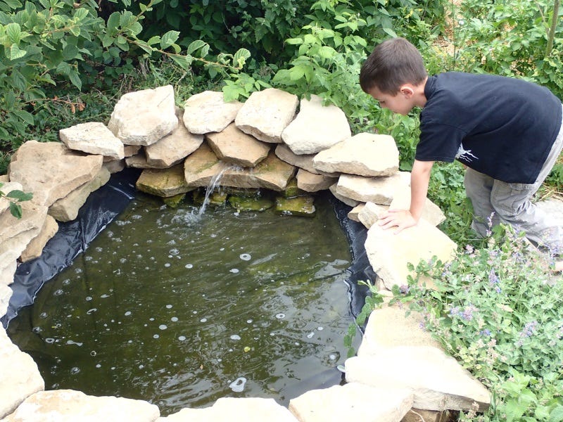 Water features are important for local bats.