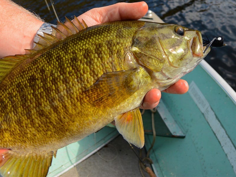Dworshak Reservoir Fishing Forecast for 2018