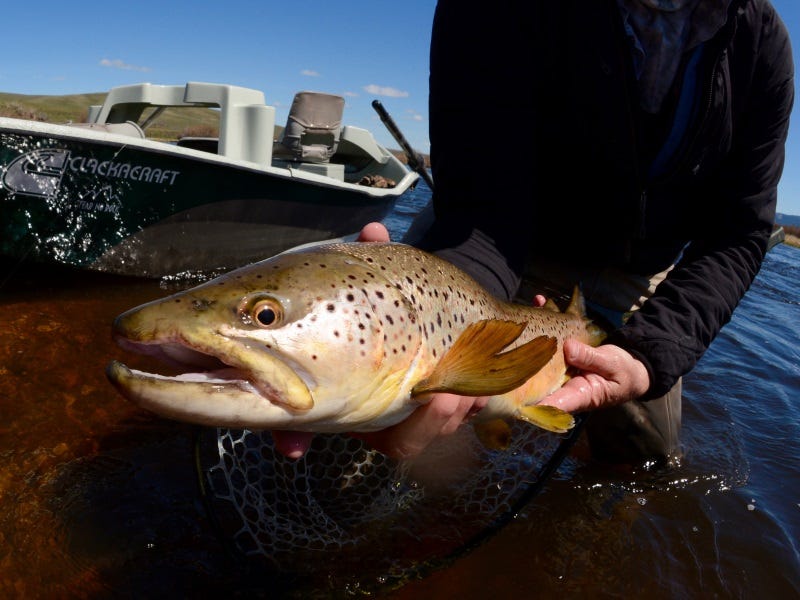 Even the big boys take note, as evidenced by this Big Hole River brown.