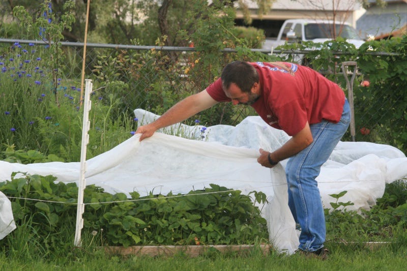 Grant covering the strawberries with floating row cover to keep the birds away..