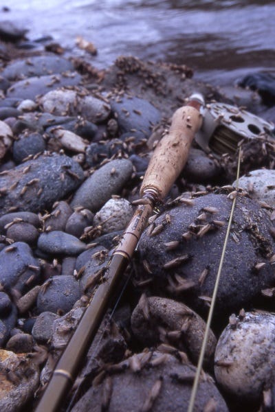 Mother Day caddis hatch is a big-time natural event