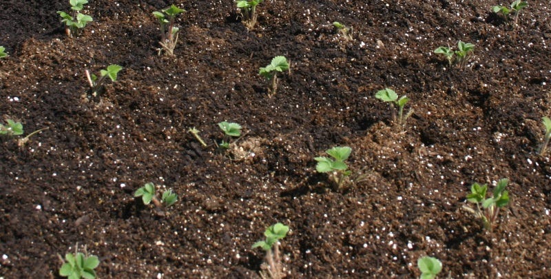 New strawberries in the bed