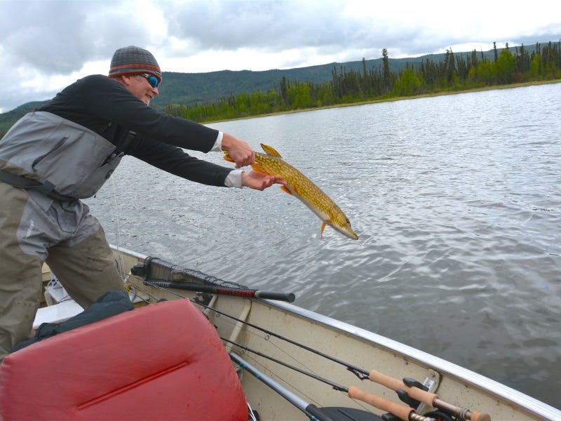 Northern Pike Seminar (2)