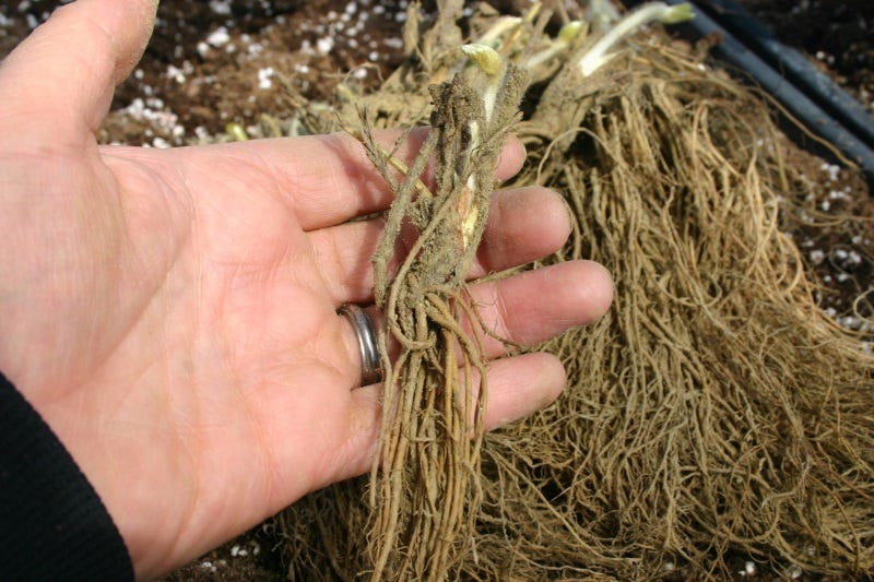 Plant the entire root system to the line where the plant begins.