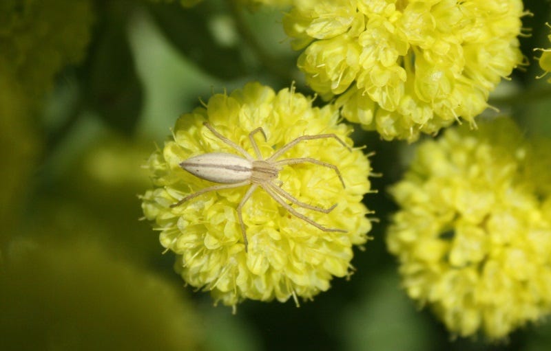 Spiders are a great help in the garden.