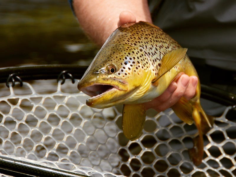 Hatch Guide: Mother’s Day Caddis